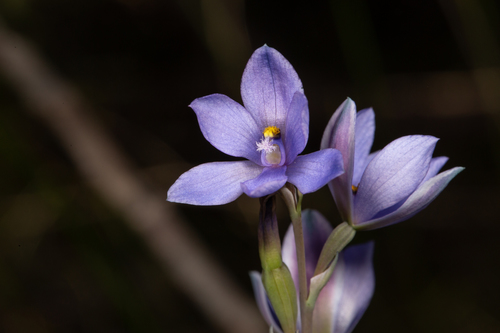 Thelymitra purpurata Rupp
