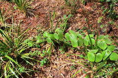 Dioscorea dregeana
