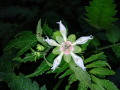 Nasa triphylla rudis