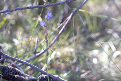 Thelymitra purpurata