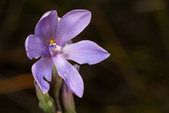 Thelymitra purpurata
