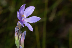 Thelymitra purpurata