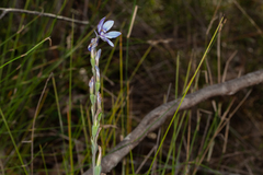 Thelymitra purpurata