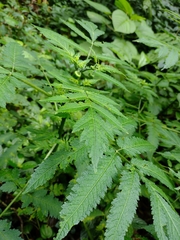 Nasa triphylla rudis