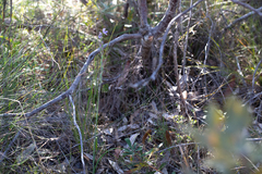 Thelymitra purpurata