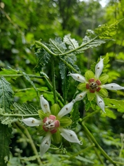 Nasa triphylla rudis