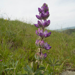 Lupinus microcarpus