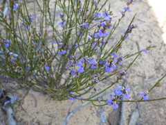 Comesperma scoparium