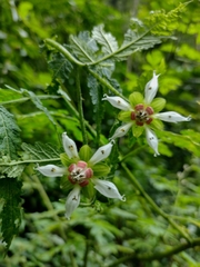 Nasa triphylla rudis