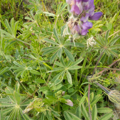 Lupinus microcarpus