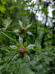 Nasa triphylla rudis