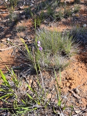 Thelymitra alcockiae