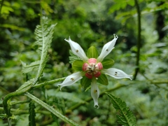 Nasa triphylla rudis