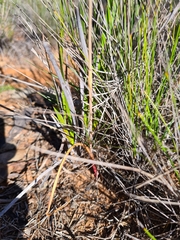 Thelymitra alcockiae