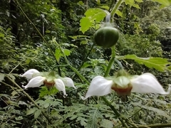 Nasa triphylla rudis