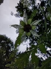 Nasa triphylla rudis