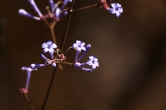 Spermadictyon suaveolens