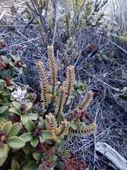Pimelea traversii