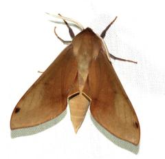 Phylloxiphia metria