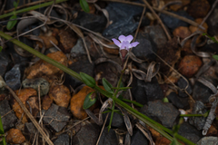 Prostanthera sejuncta