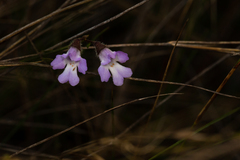 Prostanthera sejuncta