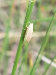 Hecalus montanus