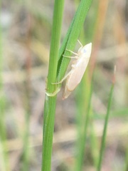Hecalus montanus