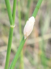 Hecalus montanus