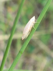 Hecalus montanus