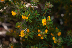 Pultenaea rostrata