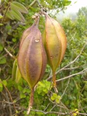 Epidendrum wrightii