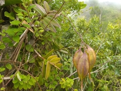 Epidendrum wrightii