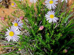 Felicia muricata muricata