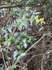 Metrosideros diffusa