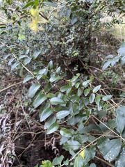 Metrosideros diffusa