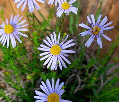 Felicia muricata muricata