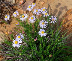 Felicia muricata muricata