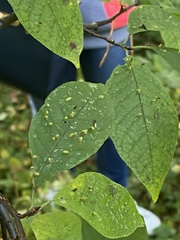 Eriophyes padi