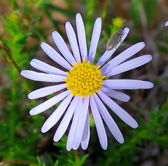 Felicia muricata muricata