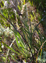 Echiostachys incanus