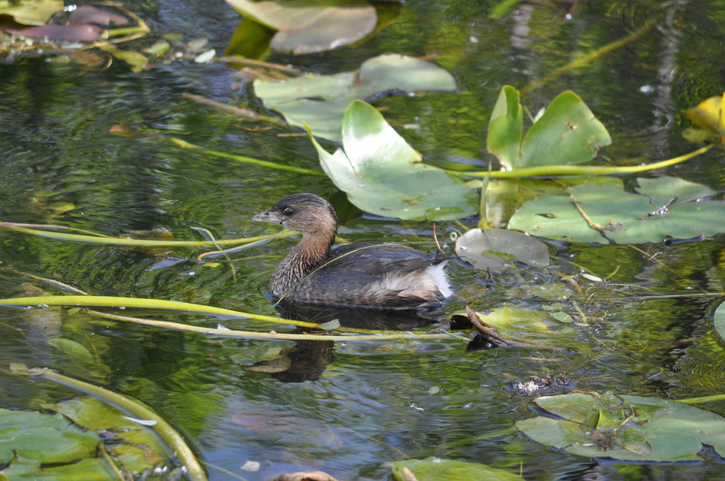 Pied-billed Grebe from Royal Palm area of Everglades NP, FL on February ...