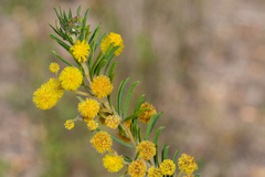 Acacia ruppii
