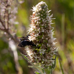 Echiostachys incanus