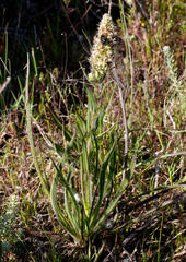 Echiostachys incanus