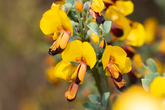 Bossiaea heterophylla