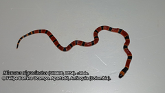 Micrurus nigrocinctus nigrocinctus