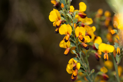 Bossiaea heterophylla