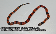 Micrurus nigrocinctus nigrocinctus