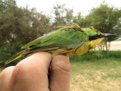 Merops pusillus argutus