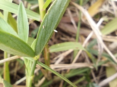 Zornia diphylla